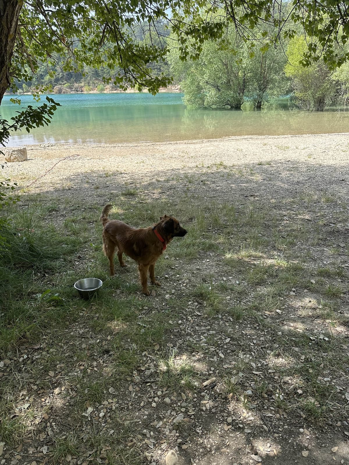 À propos d'Instinct canin